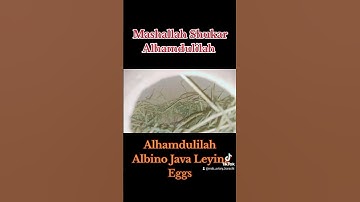 Albino Java Red Eyes / Leaying Eggs #lovebirds #javasparrow #birdsaviary #pigeon #viralshort