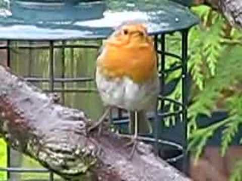 watershed Birds of Britain UK ~ Robin wet but still singing 18sec video
