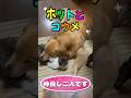 優しい愛犬へネコの恩返し！？ @hotto510