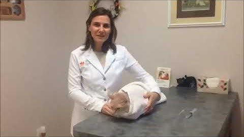 Cómo dar medicamento líquido a un gato