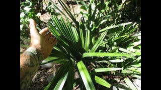 Needle Palms are slow growing in a Northern Climate