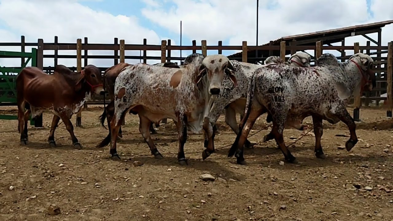 GIR LEITEIRO | TOUROS DE CENTRAL  | ANIMAIS DE FIV