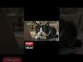 Kedi Kont - Episode 7 #cat #kedi #shorts #subscribe #likeandsubscribe #komedi