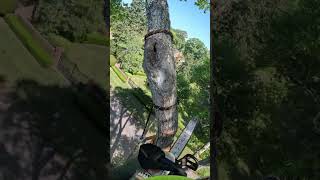 😅🤙 #arboleros #treework #treeclimber #humor #arborist #rigging