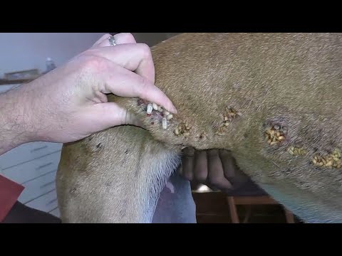 犬からワームを取り除くRemove worm from dog #22