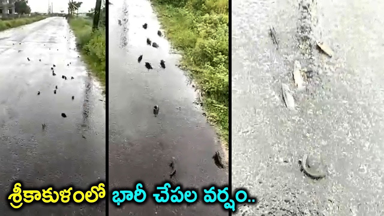 శ్రీకాకుళం జిల్లాలో చేపల వర్షం.. || Fish Rain In Srikakulam District || AP Floods || Silver Screen