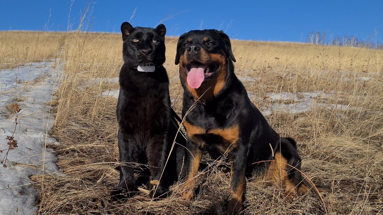 Luna the panther & Rottweiler Vezna once in the fields - YouTube