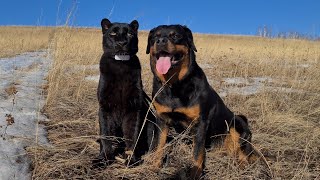 Luna the panther & Rottweiler Vezna once in the fields