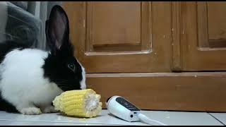 Details Rabbit (kelinci) failed again ASMR corn 🐰🌽 Update