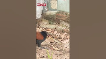 bìm bịp bắt rắn bảo vệ tổ chim bìm bịp bắt rắn