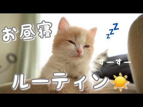 遊び疲れた子猫のお昼寝ルーティンが可愛すぎた... -The nap routine of the kitten who finished playing was too cute ...-