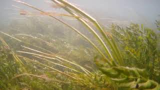 Underwater Live Cam - River Krka Knin, Croatia