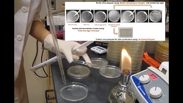 Demo of the quick & easy tube-free agar overlay for phage discovery, plaque assays, and purification