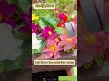 Why Flowers Make You Happy: The Science of Flowers and Depression