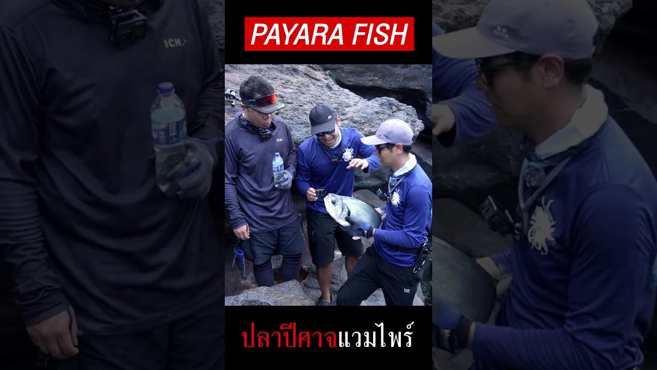 ล่องเรือล่า 'ปลาแวมไพร์' ปีศาจแห่งดินแดนแอมะซอน! 3