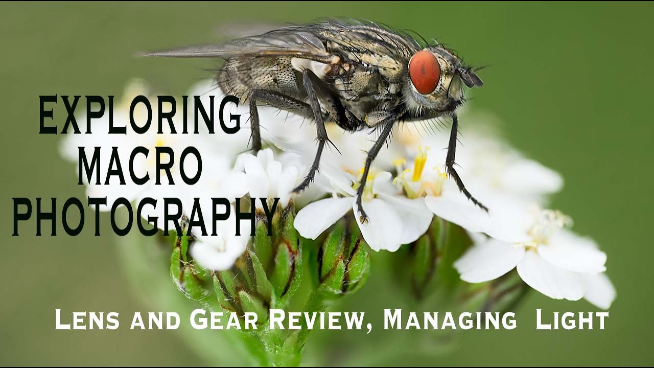 Изучение макрофотографии