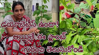 డయాబెటీస్ ఉందా! అయితే ఈ ప్లాంట్ గురించి తెలుసుకోండి || uses of insulin plant