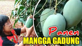 Panen Mangga Gadung Manis ⁉️ Waktu Liburan Di Desa