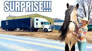 We Have A Special Delivery Coming! I’m So Excited! by Free Spirit Equestrian 95,091 views 1 month ago 21 minutes