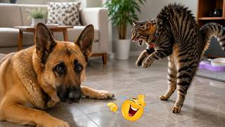 Funniest Videos of The Month 😂 This Angry Cat’s Mid-Air Attack Left The Dog Completely Speechless 😭