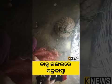 କାଜୁ ଜଙ୍ଗଲରେ ବଜ୍ରକାପ୍ତା #knewsodisha