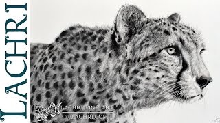 Graphite Cheetah speed drawing w/ Lachri
