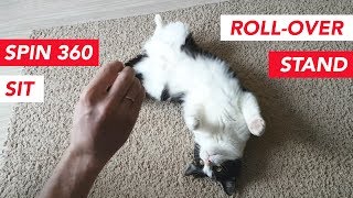 Cat Tricks!!
