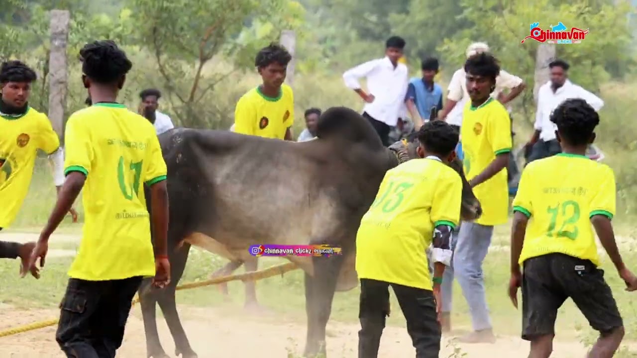 #வடமஞ்சுவிரட்டு #jallikattu #viral #jallikattu2026 