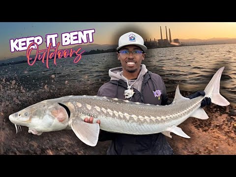 浜の白熊 California Delta White Sturgeon Fishing | Pittsburg, CA - YouTube