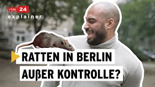 Warum sich Ratten in Berlin so wohl fühlen | rbb24 explainer