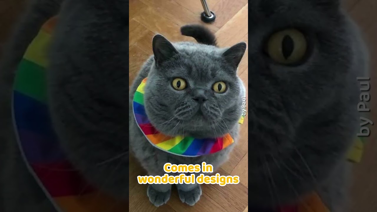 Check out our meow-nificent cat collars! 