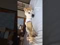 今日も良い1日にしようワン! #shiba #柴犬