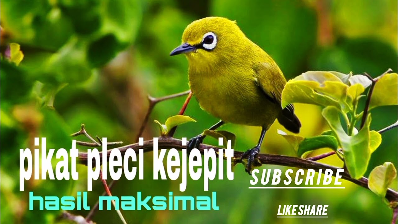 SUARA PIKAT PLECI KEJEPIT AUTO PANEN 💯 ANTI BONCOS COB sekarang 