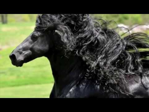 Video: Jenis Kuda Friesian Hypoallergenic, Kesehatan Dan Umur