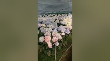 Wholesale artificial hydrangea flowers preserved hydrangea on stem hydrangea plant for sale