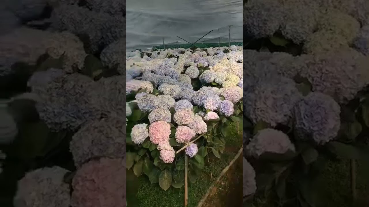 Wholesale artificial hydrangea flowers preserved hydrangea on stem hydrangea plant for sale