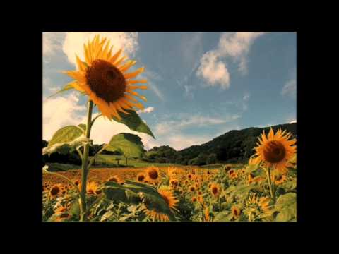 ひまわりの約束/秦基博(cover)
