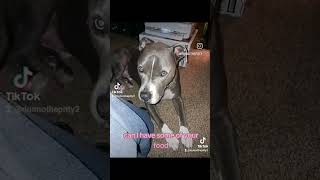 I'm hungry I'm so hungry I could eat a  whole elephant #dog #subscribe #puppy #food #lover