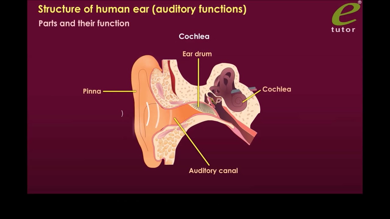 CBSE ICSE NCERT Class 8 Physics Structure Of Human Ear YouTube cbse-icse-ncert-class-8-physics-structure-of-human-ear-youtube
