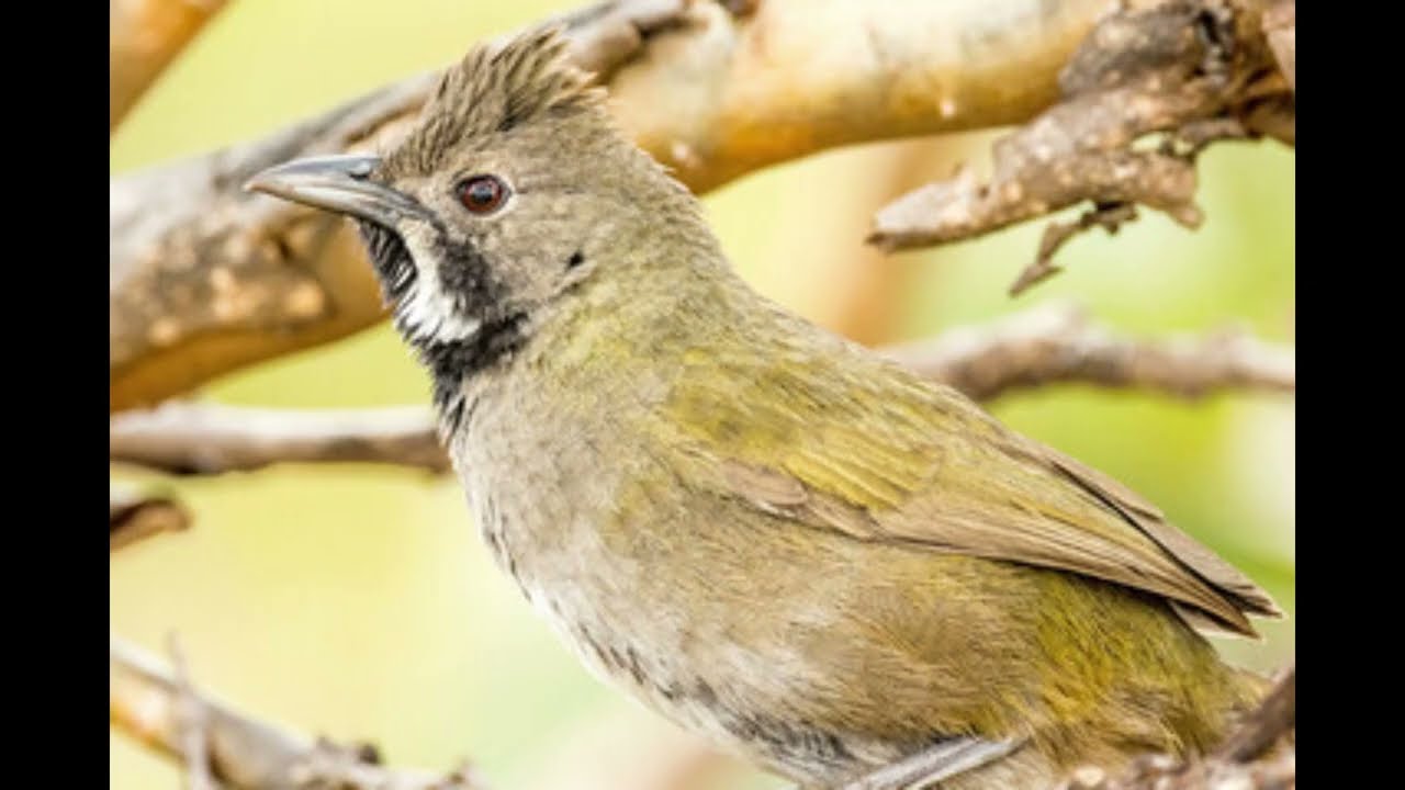 Зов аустралијске бичјаке