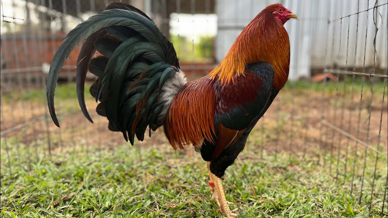 Top 10 Trống Nòi Mỹ F1 Trạng Lớn, Giá Hạt Dẻ- AE xem kham khảo nhé! Clip ngày 15/3