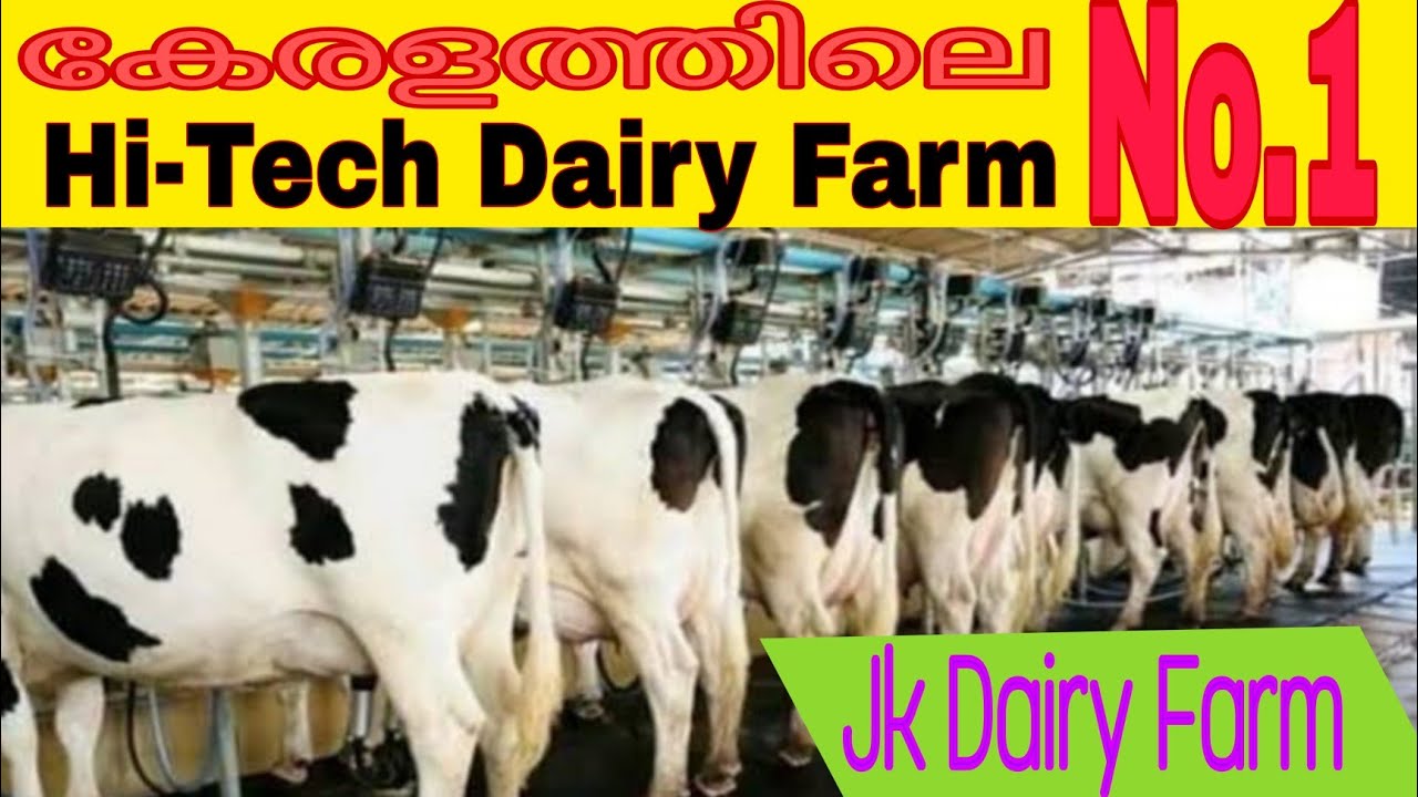 കേരളത്തിലെ No1പശു ഫാം Kerala Largest HiTech Dairy Farm. YouTube