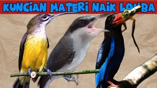 MASTERAN KUNCIAN cucak ijo SEBELUM NAIK LOMBA | jinjing petulak, pijantung pisang dan tengkek udang