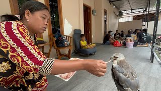 Download Lagu MBENDINO NEK MAKANI NGANGGO DAGING LAK YO REMUKK NDARANE-wes gowo muleh neh pak elang e😫😔🔥🦅 MP3