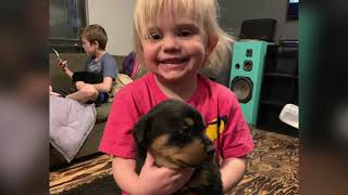 Rottweiler Puppies Grow Up