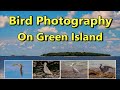 Bird Photography On Green Island