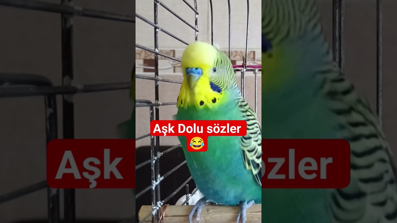 Muhabbet kuşu Konuşturma Eğitimi  |  #muhabbetkuşu muhabbet kuşu, #talkingparot