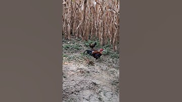 gà rừng tai trắng gọi mái cực hay.qaib qus cuab poj qaib zoo tiag tiag