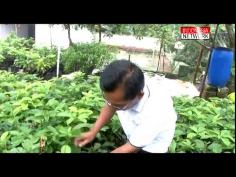 Pelangi Inspirasi Alpukat Mentega Kebun Sayur Ep 25 Full 3 Segment YouTube Pelangi Inspirasi Alpukat Mentega Kebun Sayur Ep 25 Full 3 Segment YouTube
