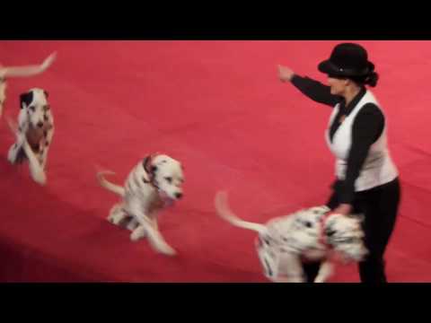 Собаки. Цирк. Собаки далматины в цирке. Dogs. Circus. The dogs Dalmatians in circus.